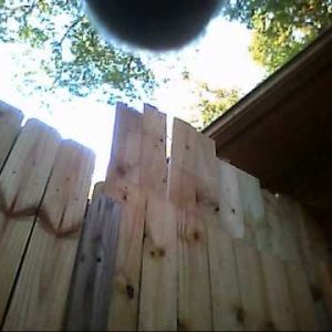 dog backyard escape