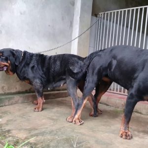 t14 phối giống rottweiler gervi| anh marvin chê em loki hốt