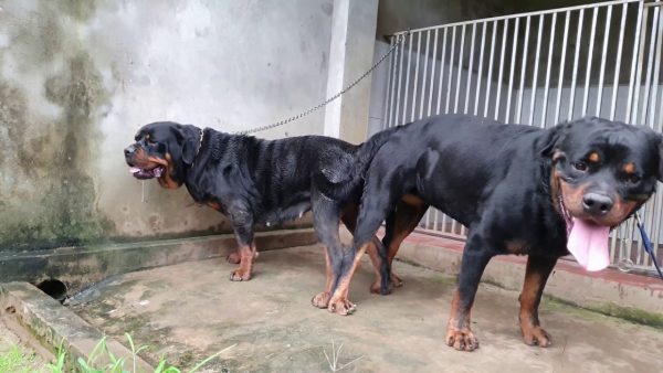 t14 phối giống rottweiler gervi| anh marvin chê em loki hốt