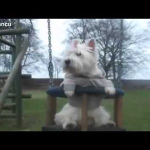 dogs and puppies on swings compilation 2014 new