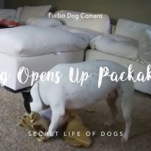 pit bull dog opens up package | furbo dog camera