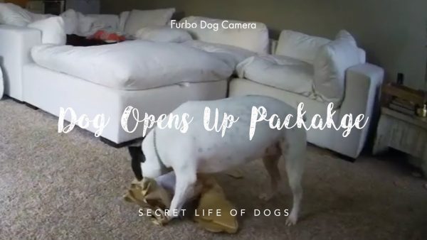 pit bull dog opens up package | furbo dog camera