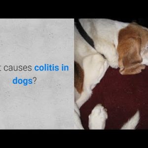 what causes colitis in dogs? 6 causes