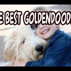 what is the best goldendoodle for no shedding and allergies?