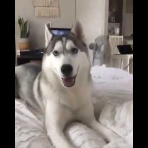 no drinking hooman 😂😂😍 funny dog video #shorts