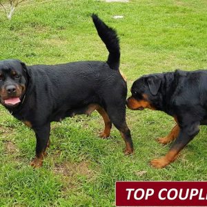 top phối giống rottweiler gervi 098 1115000: bruno+cynia