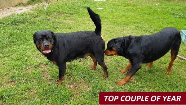 top phối giống rottweiler gervi 098 1115000: bruno+cynia