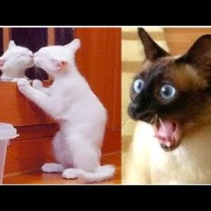 🤣 funniest pet reactions 🐶 dogs vs 😻 cats awesome funny pet reactions compilation video 😇 #shorts