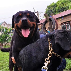 chó đực vờn phối tì đè phô diễn sức mạnh| phối giống rottweiler gervi hà nội 0981115000