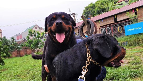 chó đực vờn phối tì đè phô diễn sức mạnh| phối giống rottweiler gervi hà nội 0981115000