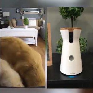 furbo dog camera that spies on golden retrievers