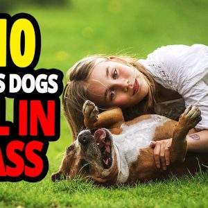 🐕 why do dogs roll in the grass? top 10 reasons why dogs roll in the grass!