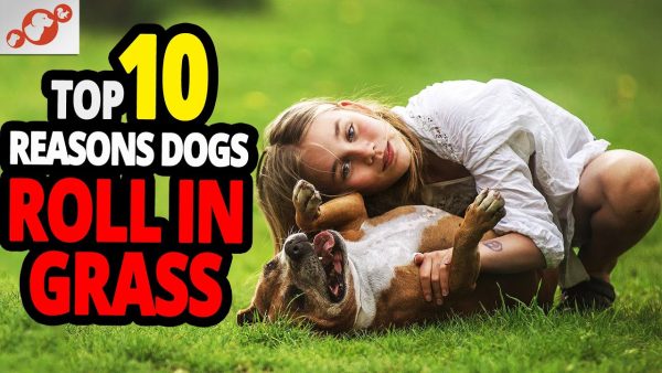 🐕 why do dogs roll in the grass? top 10 reasons why dogs roll in the grass!