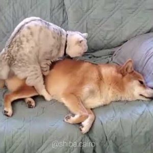 your my bed now 😂😂🤣 funny pets #shorts