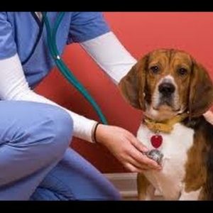 kennel cough symptoms