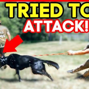 extremely leash aggressive german shepherd tries to attack dog! (holy crap!)