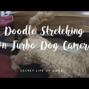 golden doodle stretching on furbo dog camera