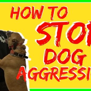 leash aggression towards other dogs how to get your reactive dog under control while on a walk