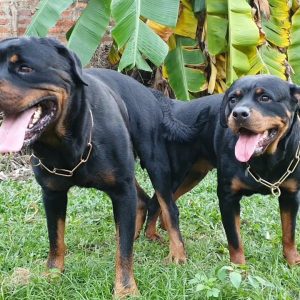 t10 phối giống rottweiler gervi breeding: xem cặp chó Đẹp Đôi loki+ siro& chờ Đàn chó con top