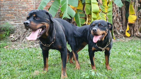 t10 phối giống rottweiler gervi breeding: xem cặp chó Đẹp Đôi loki+ siro& chờ Đàn chó con top