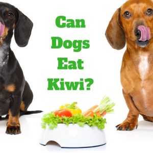 can dogs eat kiwi?