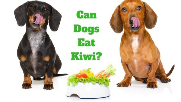 can dogs eat kiwi?