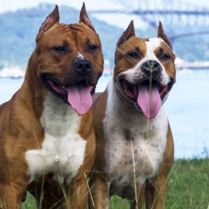 🐕 top 10 differences between male and female dogs!