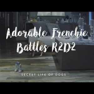 adorable french bull dog battles r2d2 | furbo dog camera