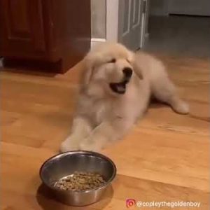 naughty golden retriever puppy refuse to eat his food. his expression is so funny 😂 | jpt | #shorts