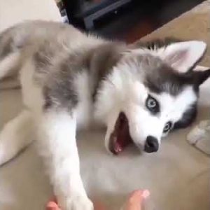 playtime 😂😂🤣🤣 funny dog video #shorts