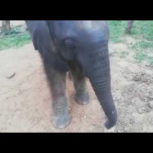 orphaned elephant mopane taking full advantage of marula fruit season!