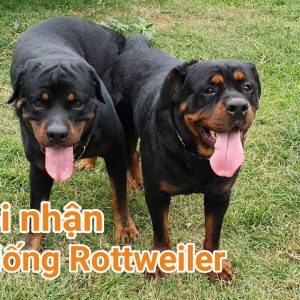 nhận phối giống rottweiler hà nội