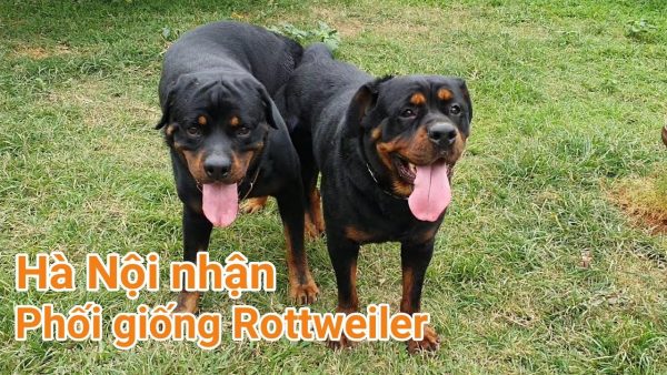 nhận phối giống rottweiler hà nội