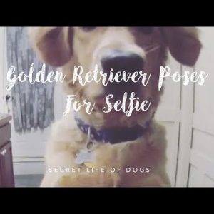 golden retriever poses for selfie | furbo dog camera