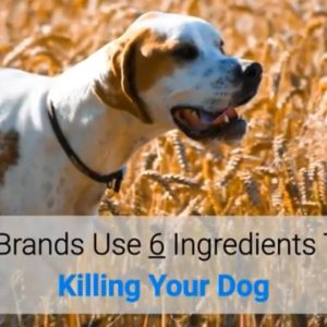 popular brands use 6 ingredients that are killing your dog