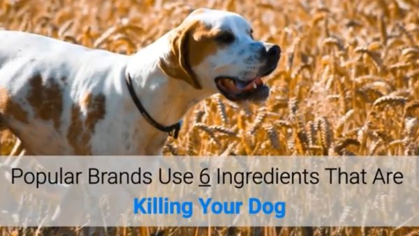 popular brands use 6 ingredients that are killing your dog