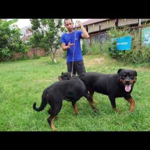 t6 phối giống rottweiler: nhà vô địch marvin & cái nhập dina| gervi hà nội 0981115000