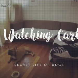 dog watching cartoons | furbo dog camera