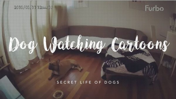 dog watching cartoons | furbo dog camera