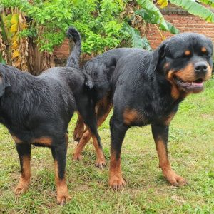 breeding plan 2020 phối giống rottweiler gervi 1st mating