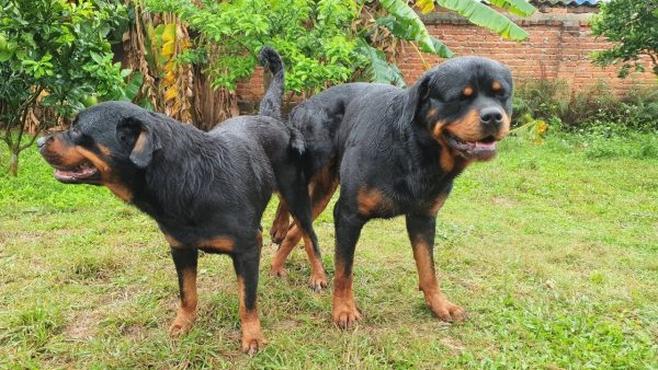 breeding plan 2020 phối giống rottweiler gervi 1st mating