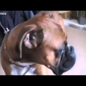 funny talking dogs compilation 2014 talking dog videos