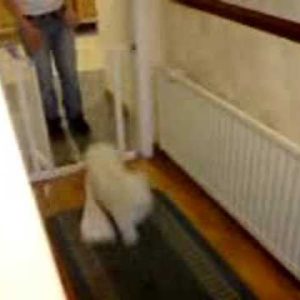 coton de tulear assistance dog gets clothes from radiator fantastic