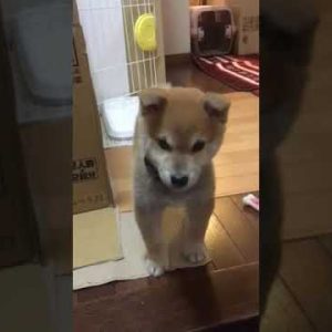 柴の子犬がかわいい⑧