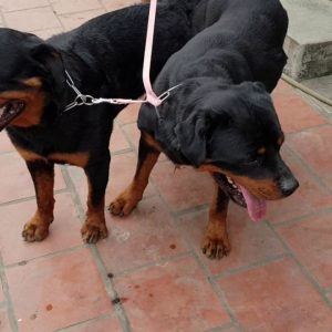 phối giống rottweiler gervi hà nội 098 1115000:tedi + satina