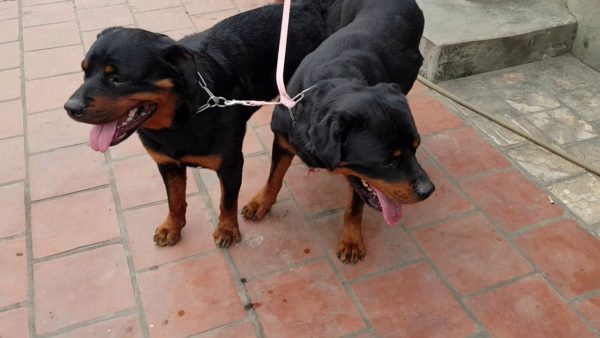 phối giống rottweiler gervi hà nội 098 1115000:tedi + satina