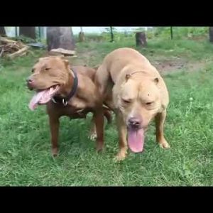 dogs mating getting stuck funny compilation