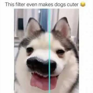 cute and funny puppies doing funny things videos🤣funny animal videos 2022🤣 #shorts