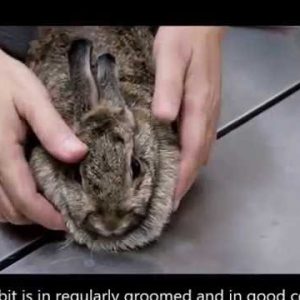 final video; the importance of rabbit grooming