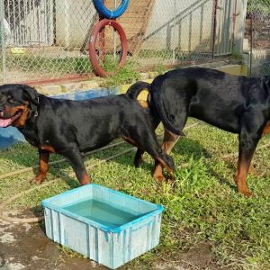 mating rottweiler phối giống đực nhập bruno